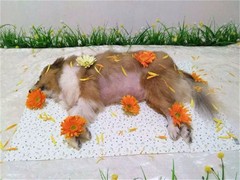 宠物殡葬