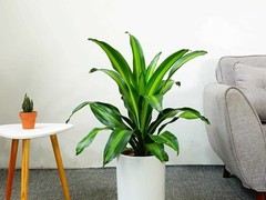 广州成茂园林绿化工程有限公司