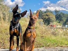 台州柯利犬