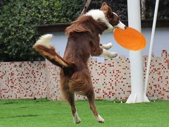 绍兴训犬学校