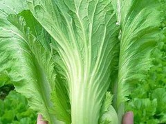 广东华洲农产品配送有限公司
