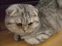 晶滢猫舍