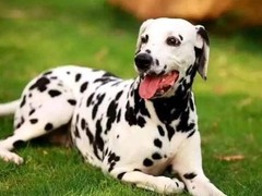 宁波库瓦兹犬