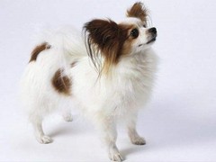 兰州北京犬