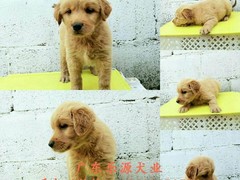 广东退伍兵犬舍