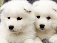 玉龙犬舍