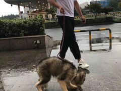 上海青浦区宠物小动物流浪狗流浪猫救助领养收容收养中心站