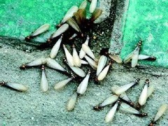 绵阳灭鼠公司