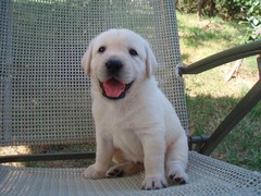郓州犬舍