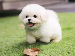 广州博爱犬舍