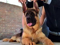 犬舍繁殖基地