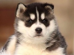 雷克萨斯~尨犬舍
