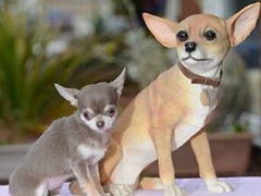 潍坊波兰低地牧羊犬
