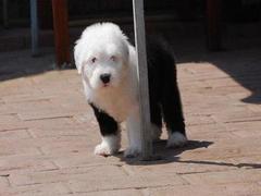 盛诚犬业