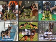 广东cku名犬繁殖基地
