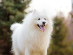 犬舍繁殖基地