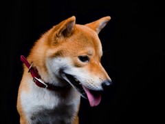 广东旺驰犬舍（cku认证犬舍）