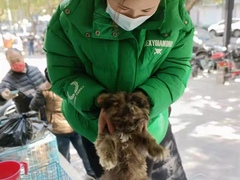 上海青浦区宠物小动物流浪狗流浪猫救助领养收容收养中心站