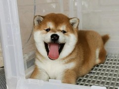 广东铃铛犬舍繁殖基地