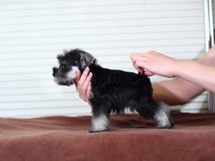 犬舍繁殖基地