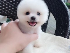 大连芬兰拉普猎犬