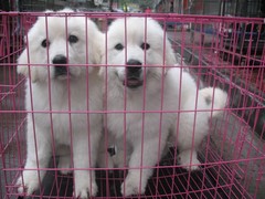 广东真顺犬业