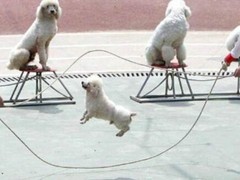 沈阳训犬基地