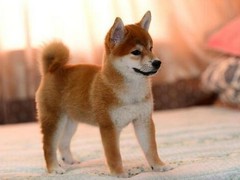 嘉兴英国跳猎犬