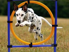 绍兴训犬学校