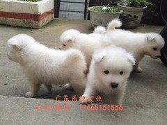 广东退伍兵犬舍