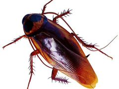 春华有害生物防治有限公司