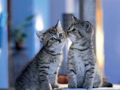 虹雨猫舍