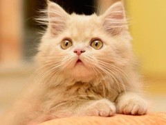 虹雨猫舍