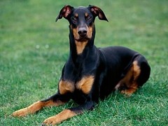 福州比格猎犬
