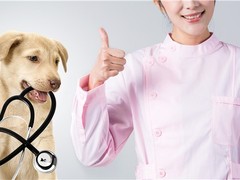 贵阳宠物狗医院