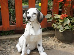 温州波尔多犬