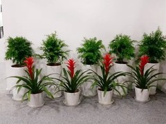海口滨江鲜花绿植园圃