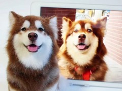 大连宠物标本制作