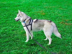 银川比利牛斯牧羊犬