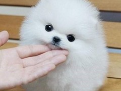 豆豆犬舍