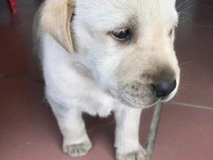 玉龙犬舍
