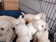 豆豆犬舍