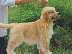 武汉喜喜犬舍