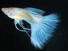 21世纪鱼缸水族维护公司