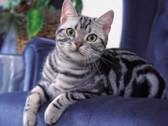清华猫舍