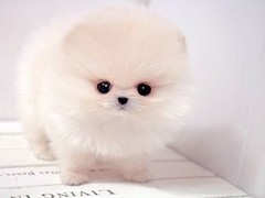 中山迦南犬