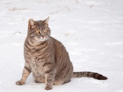 靖瑶猫舍