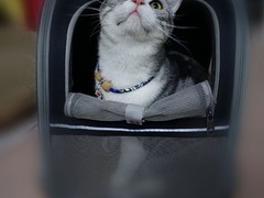 马鞍山英短猫纯种