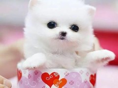 三亚西施犬