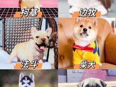 广州博爱犬舍